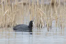 pływa