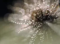 "Supernova"