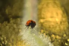 Małe rzeczy stają się wielkie.