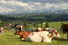 Dolina Chochołowska z widokiem na Giewont 