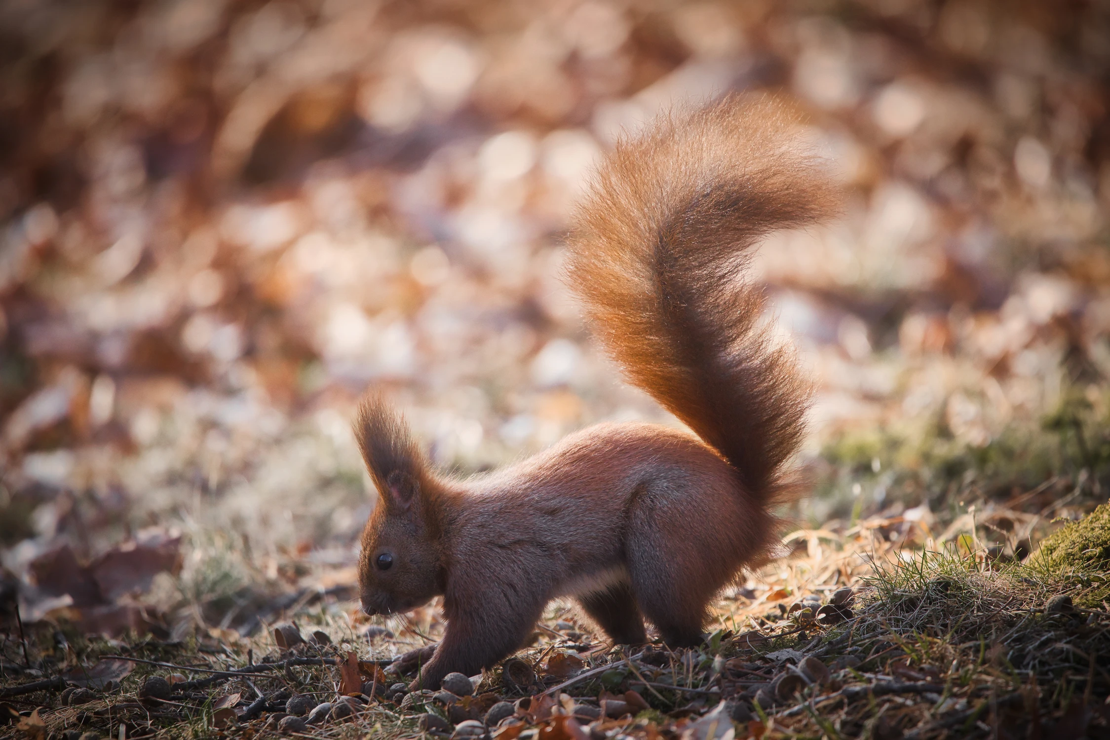Gdzie te orzeszki...