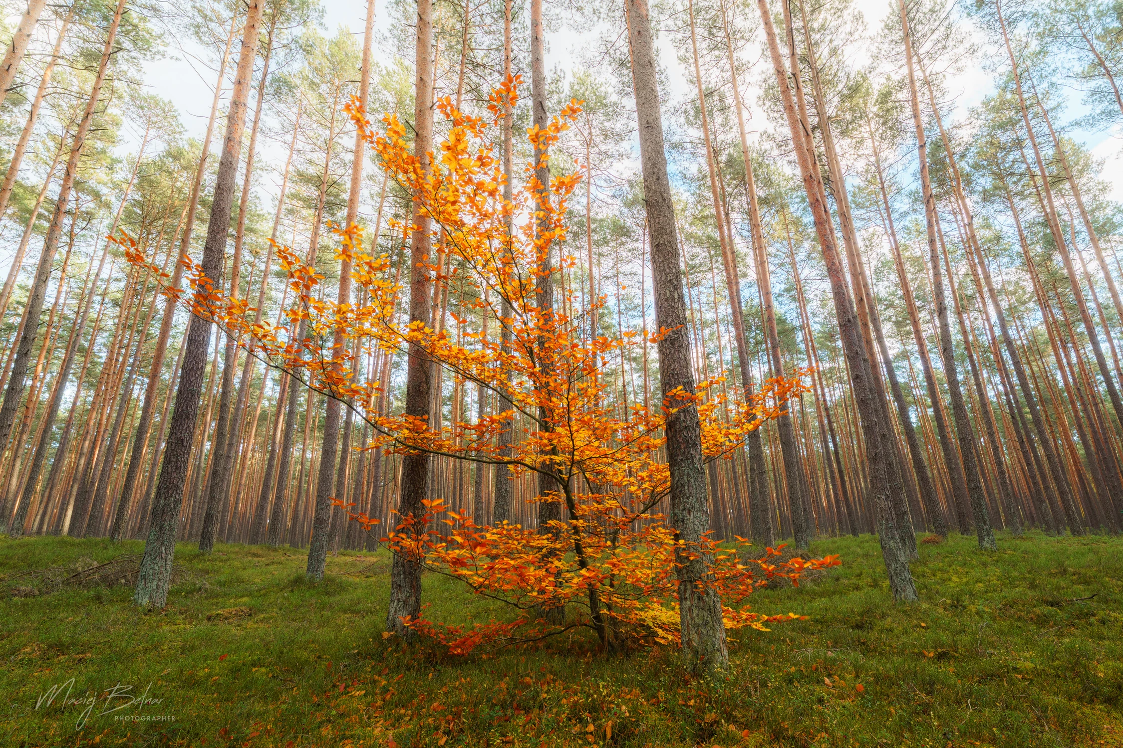 DRZEWKO POŚRÓD DRZEW