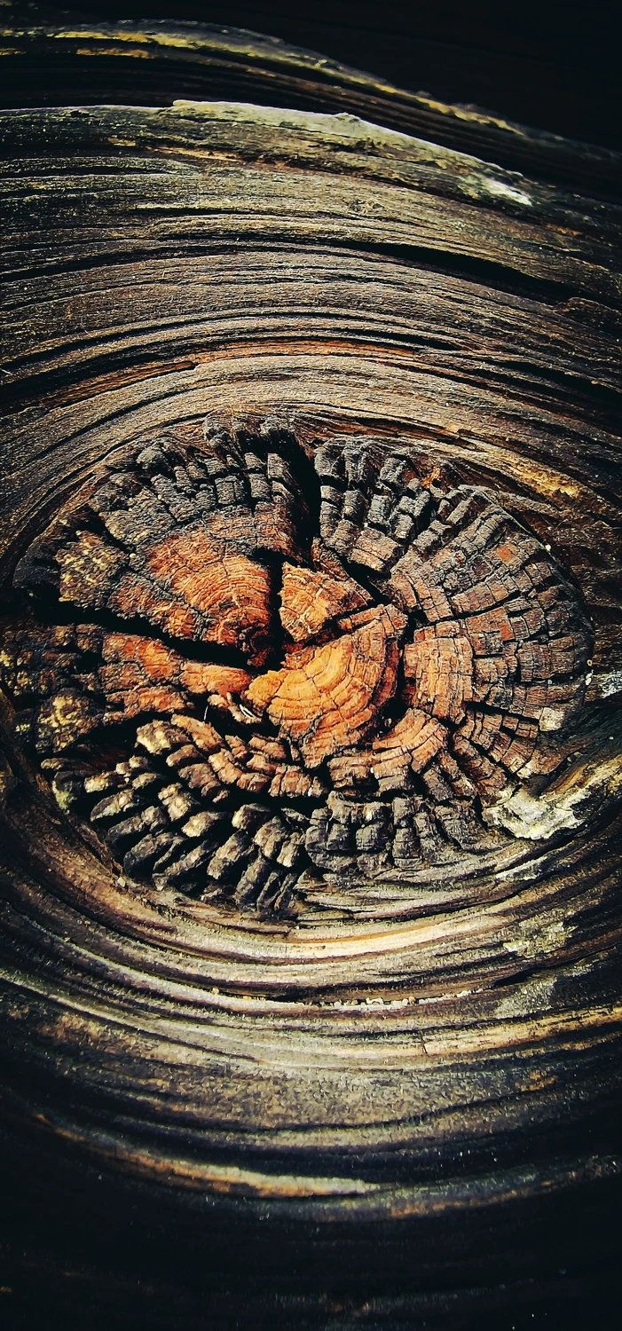 Sęk