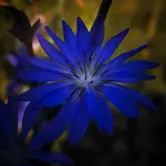 Szafirowy blask