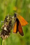 Thymelicus sylvestris