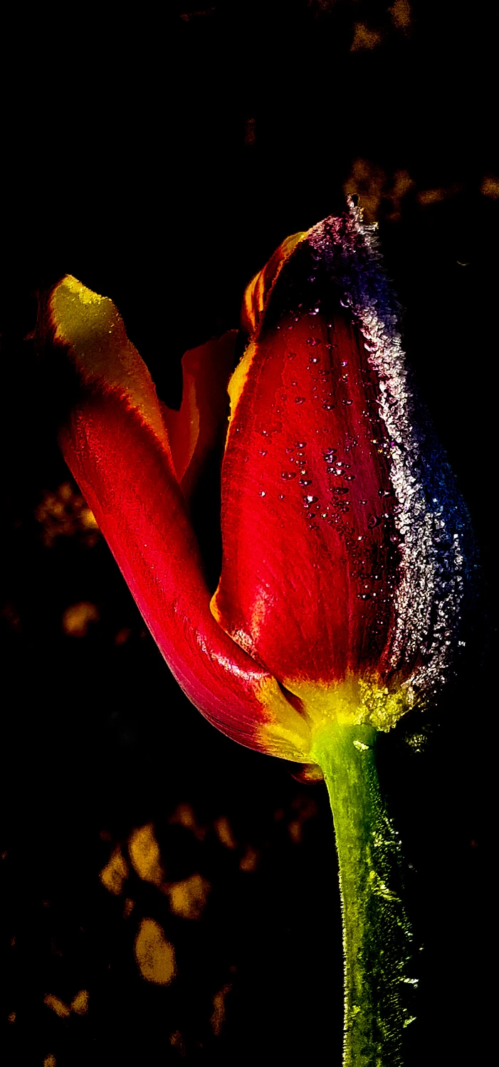 Tulipan w szronie 