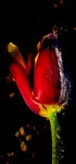 Tulipan w szronie 