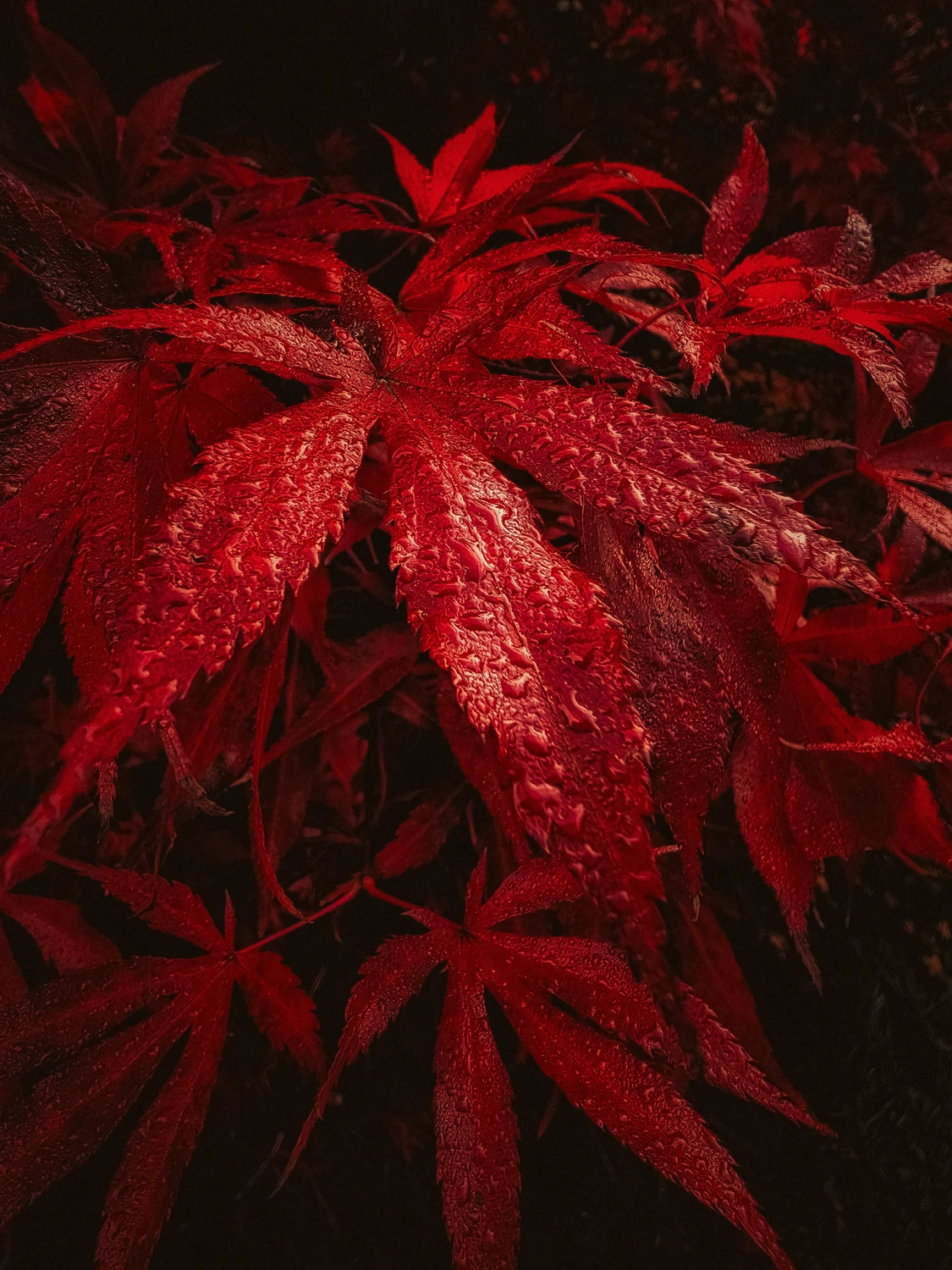 Liquid Ruby