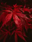 Liquid Ruby
