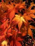 Momiji - z mojego ogrodu 
