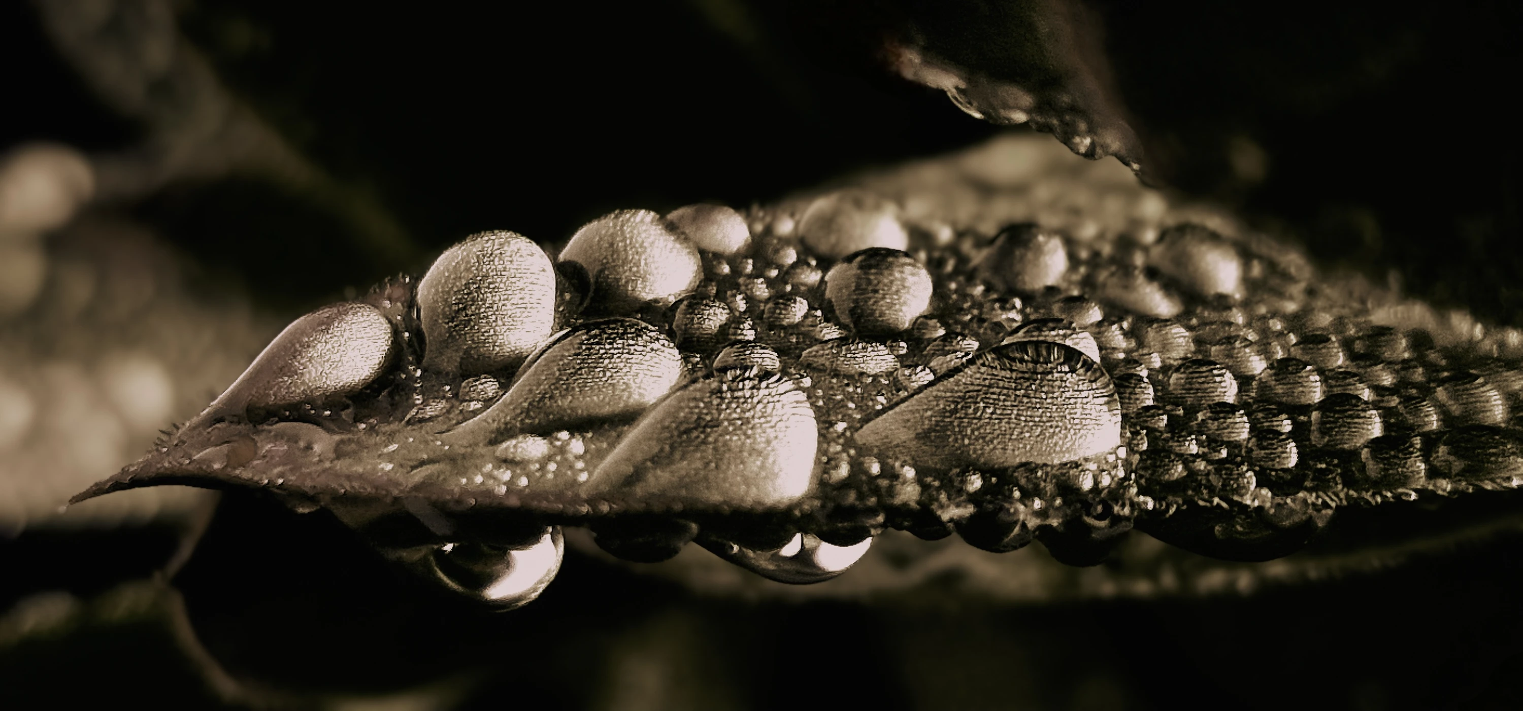 RAINDROPS