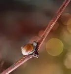 Siesta