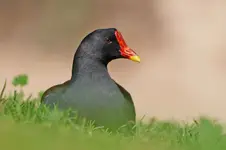 Odpoczynek