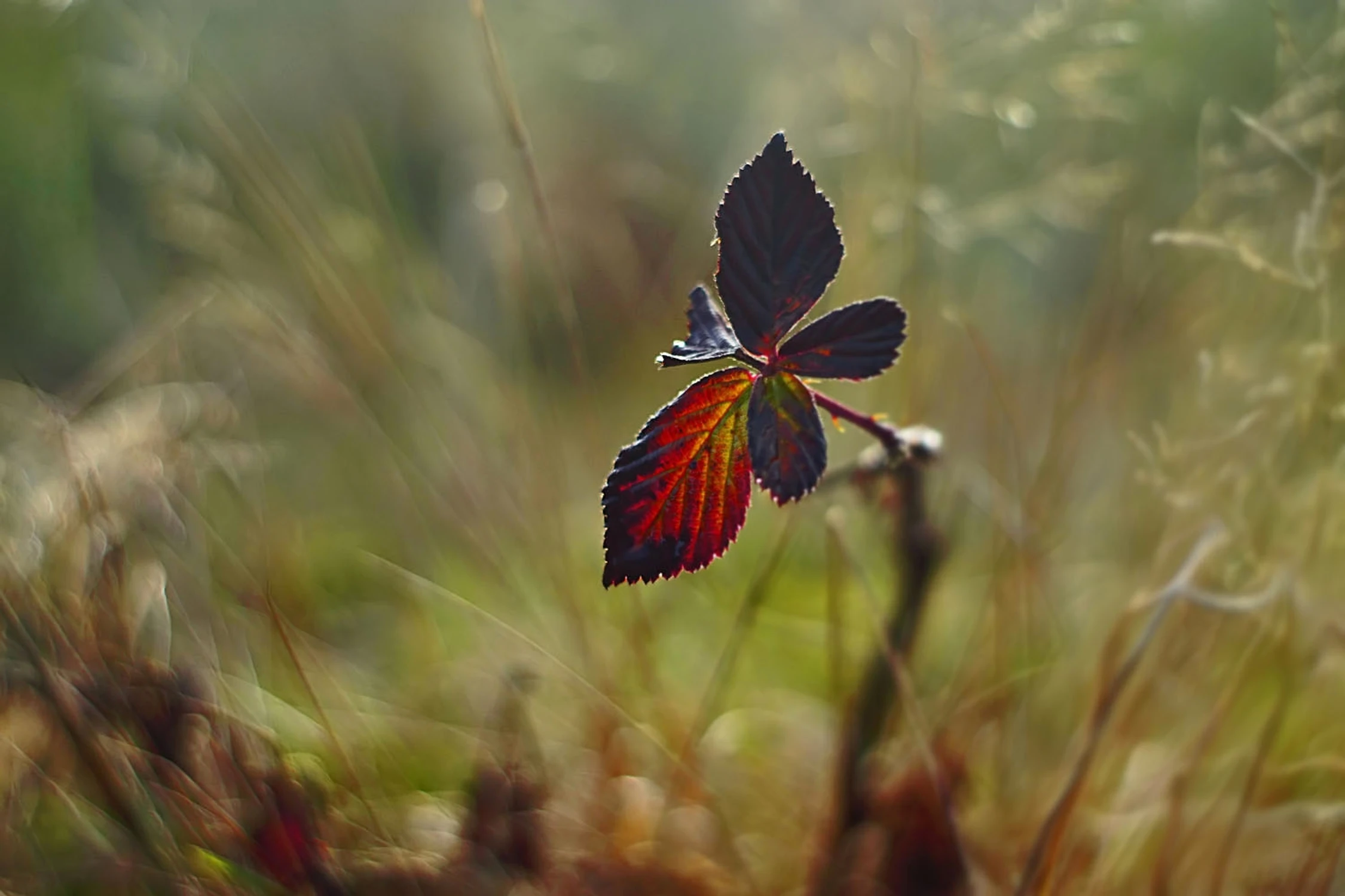 Motyl?