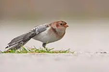Stretching