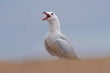 Białej mewy krzyk...