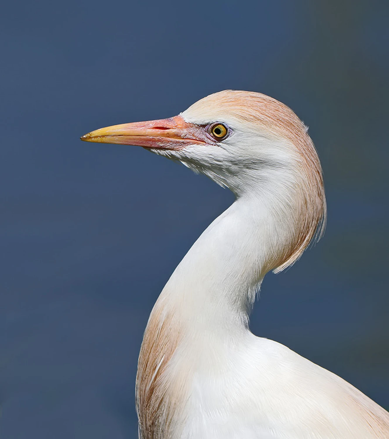 Czapla złotawa