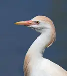 Czapla złotawa