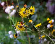 Kolory Lata