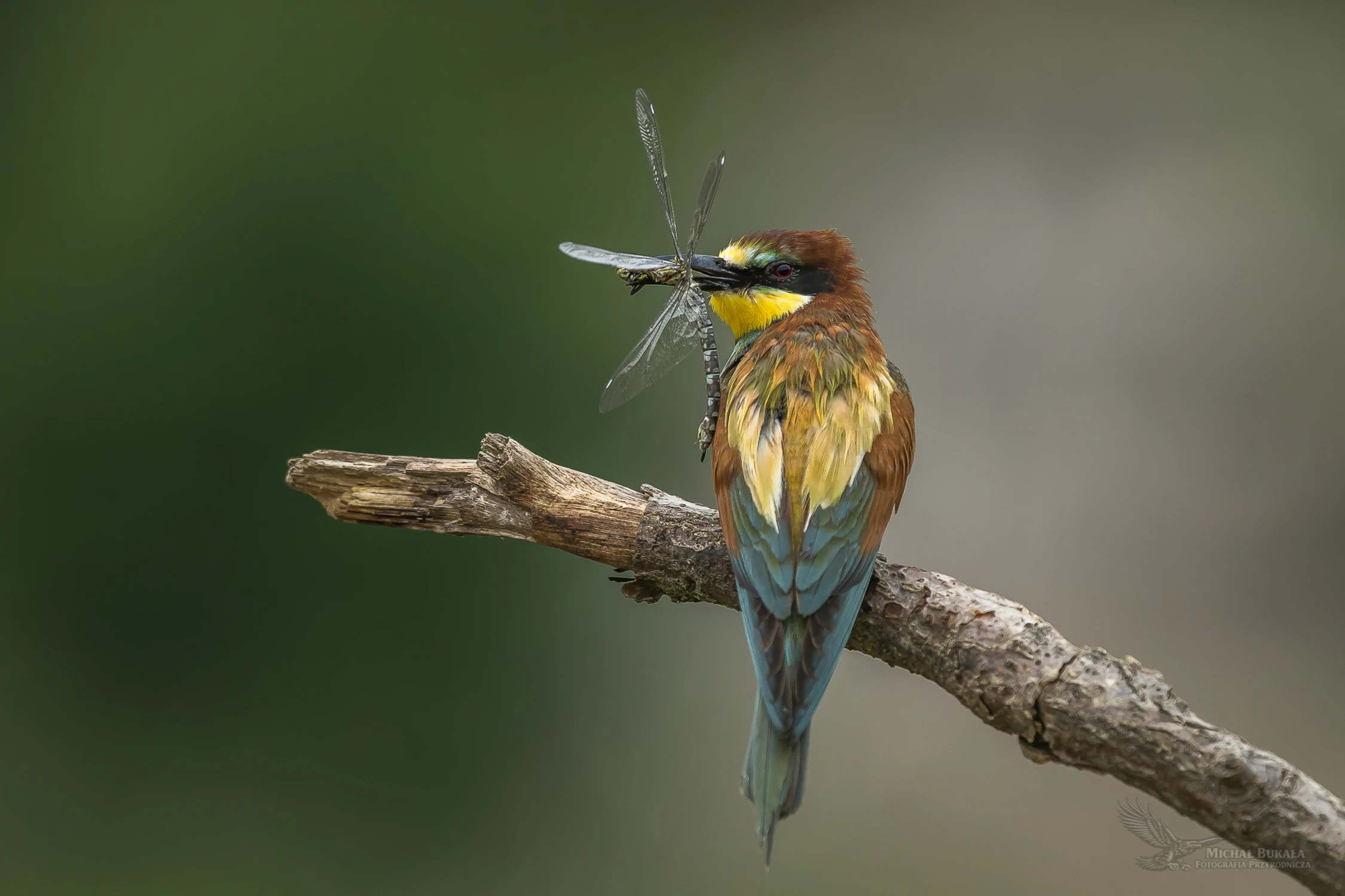 Ostatni lot helikoptera
