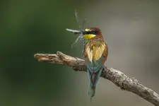 Ostatni lot helikoptera
