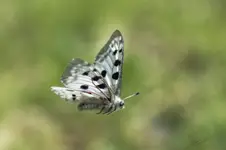 Klatka wolności