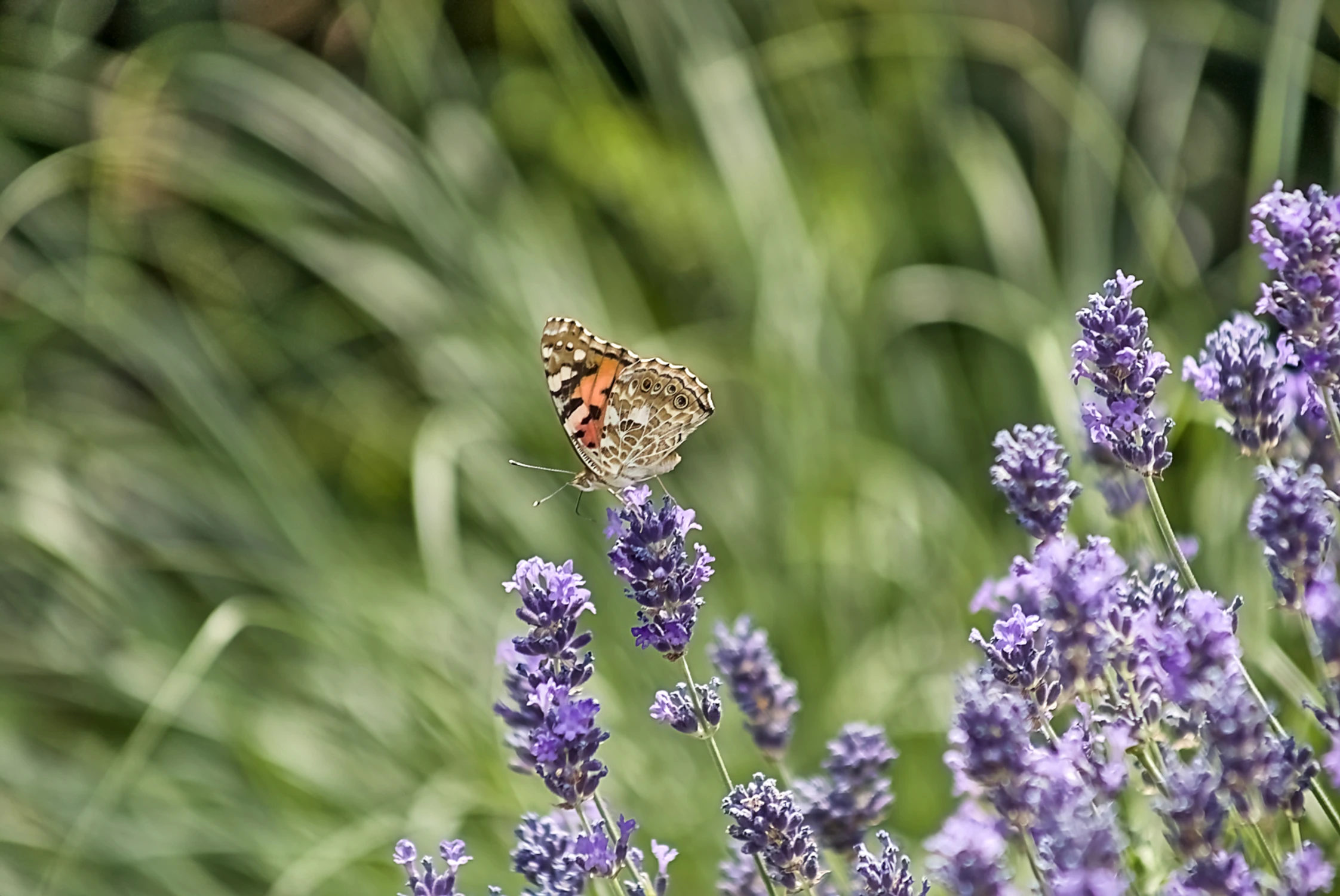 barwny motyl na fioletowych kwiatach
