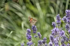 barwny motyl na fioletowych kwiatach