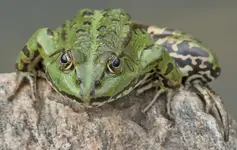 przyczajka