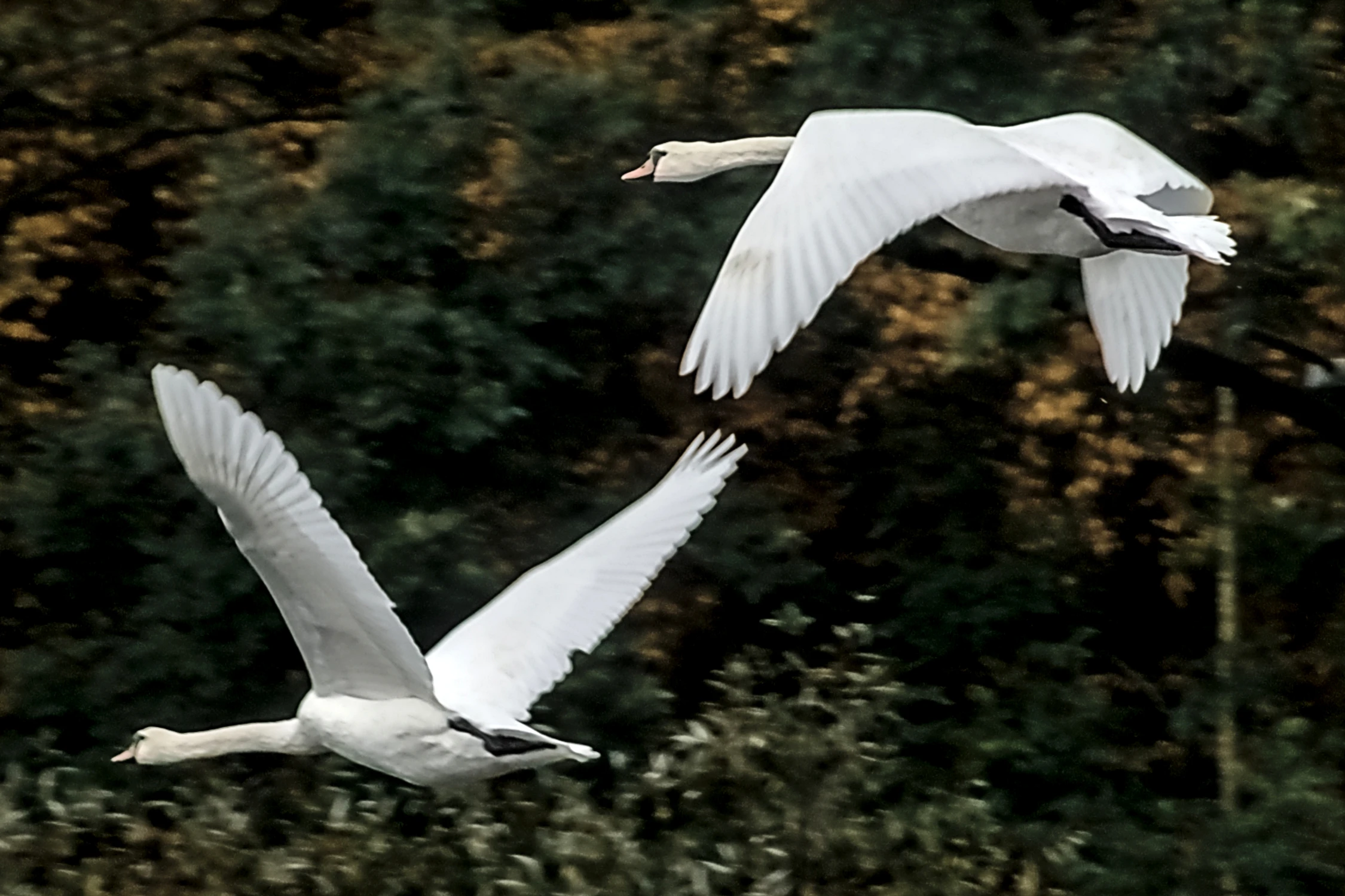 łabędzi lot