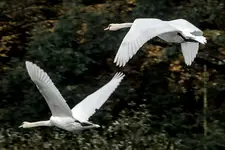 łabędzi lot