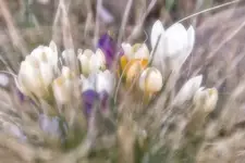 krokusy
