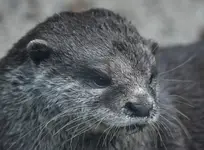 wąsacz