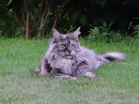 ogrodowy kotek