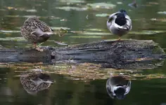 Równowaga