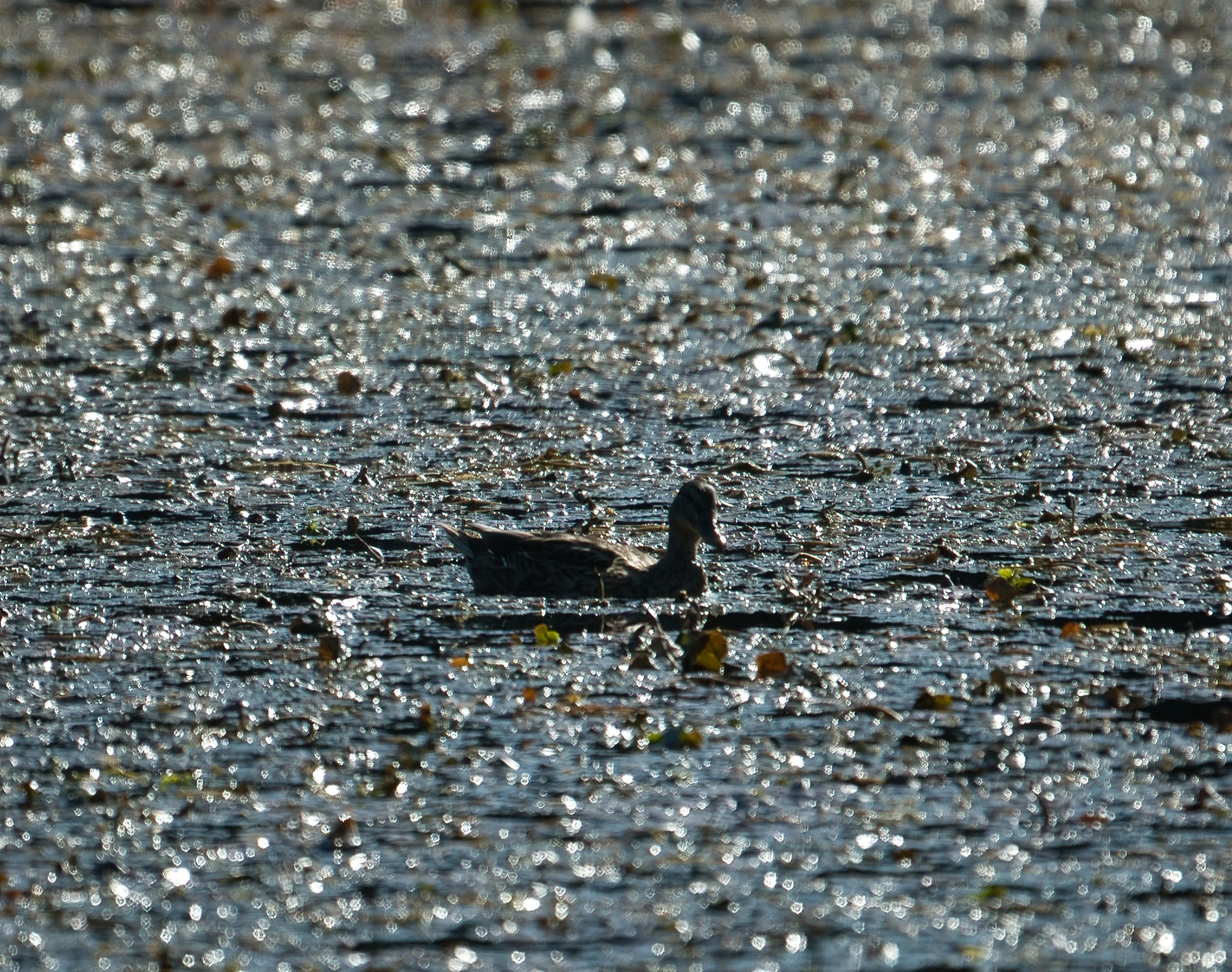 Diamentowa