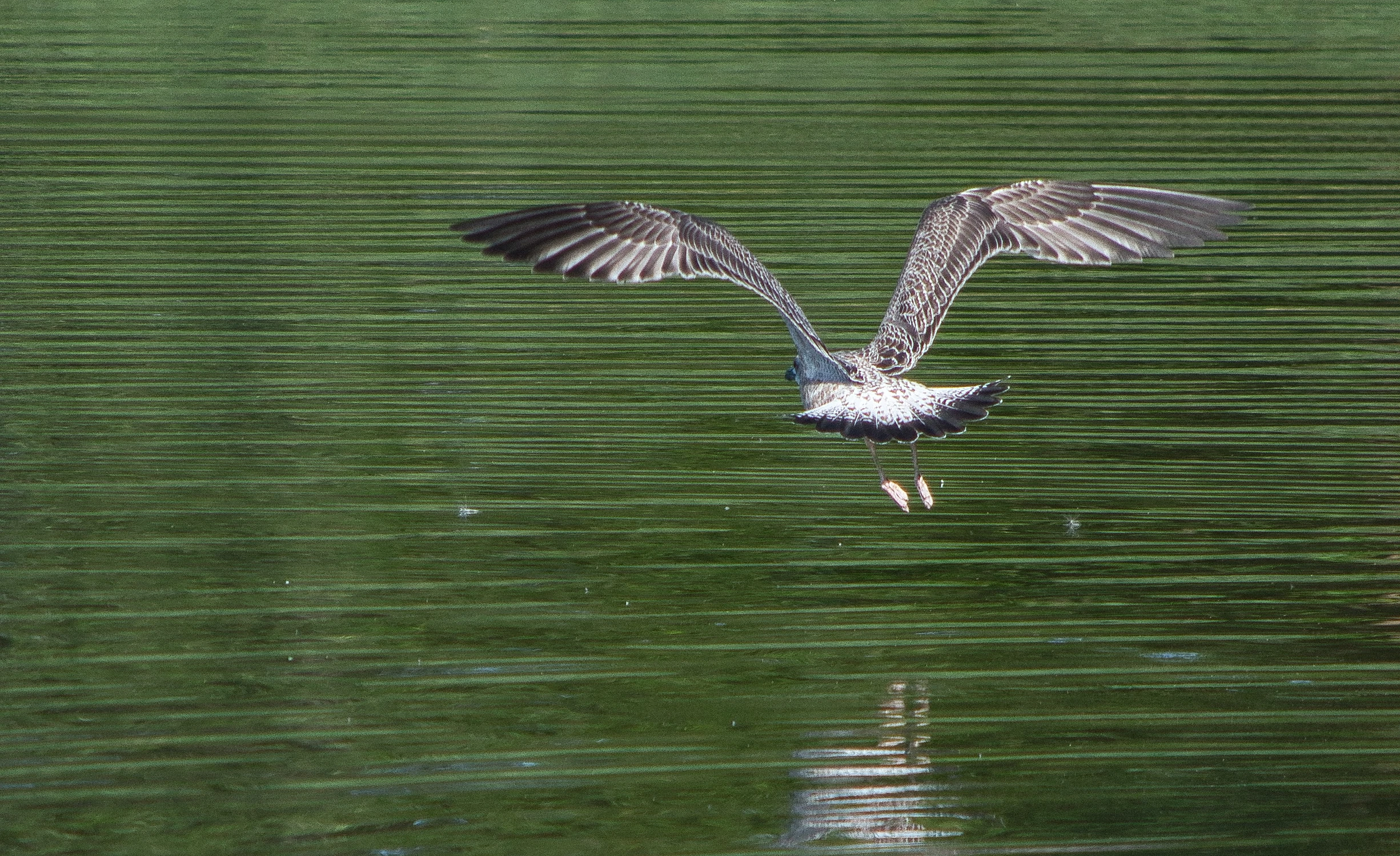 Patrol