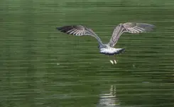 Patrol