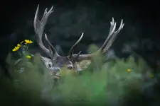 Wśród rubekii