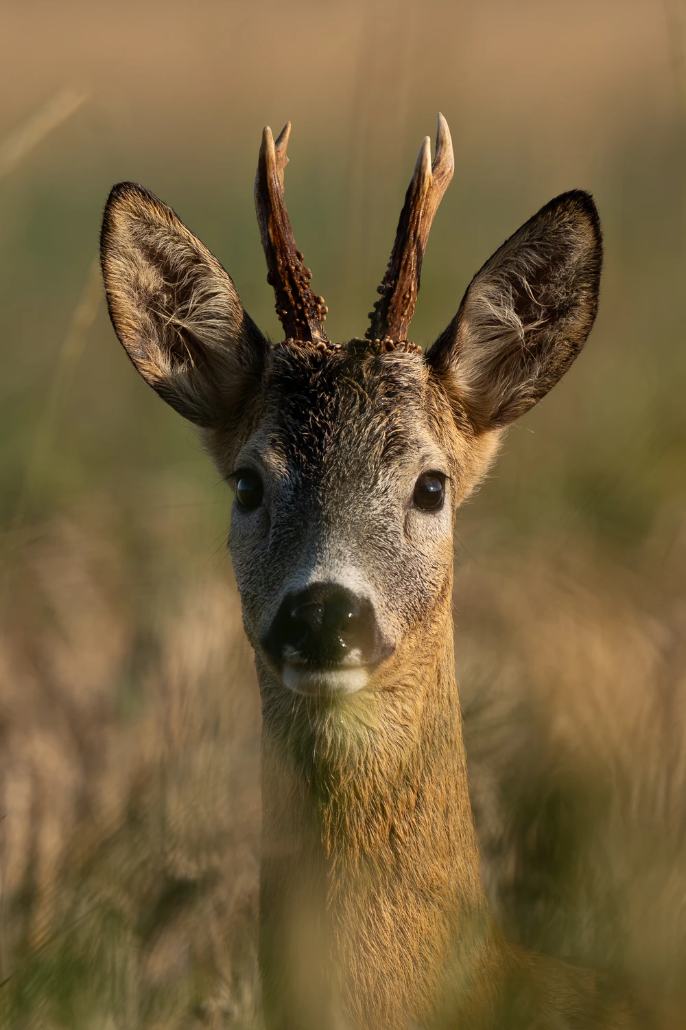 Portret rogacza.