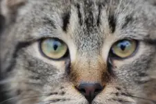 Kot