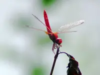 ważka