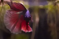 Betta Splendens