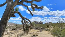Joshua Tree