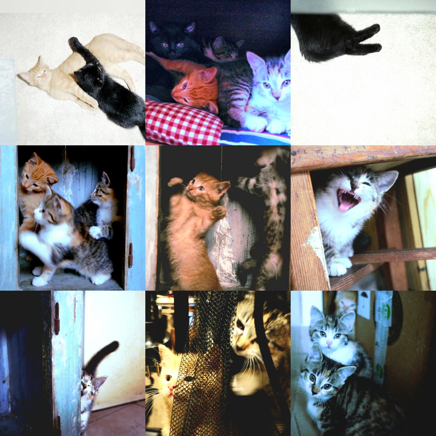 Dom bez kota to głupota 