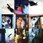 Dom bez kota to głupota 