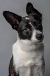 doggo