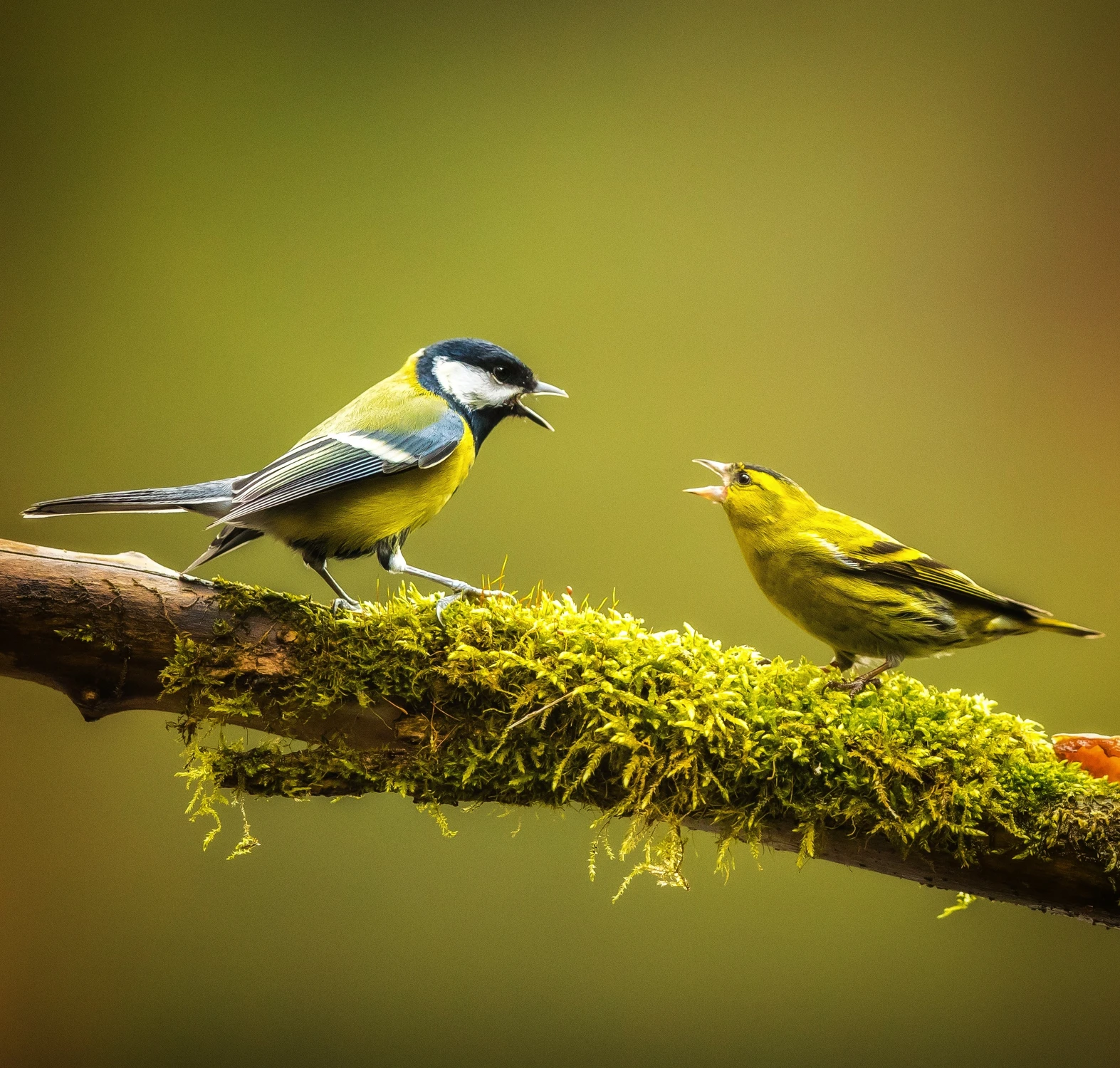 Dyskusje międzygatunkowe