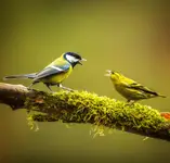 Kłótnie międzygatunkowe