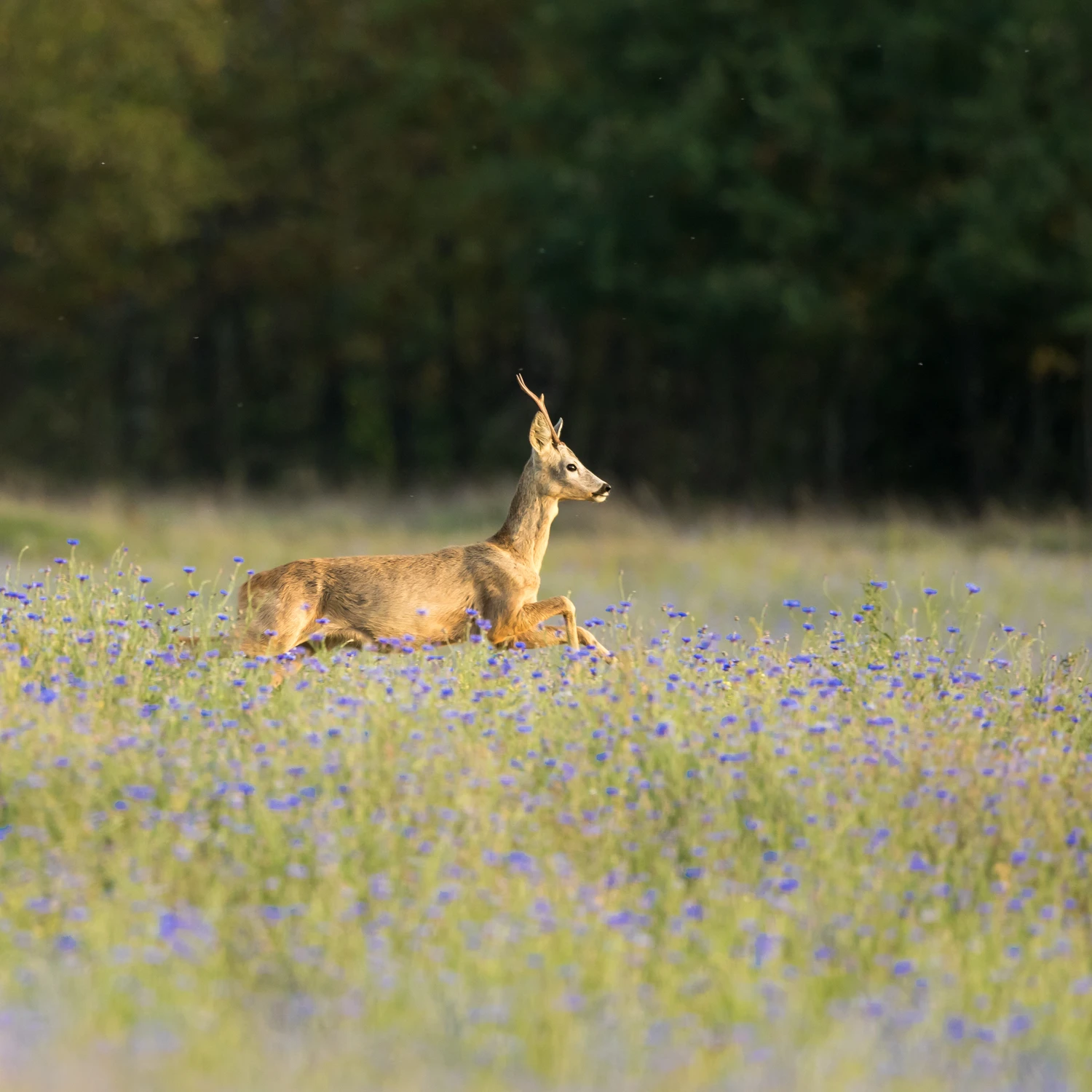 Pląsając w chabrach
